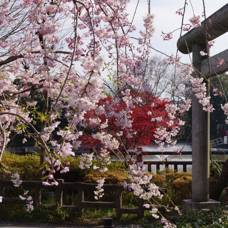 Сакура на фоне ворот тории; Токио