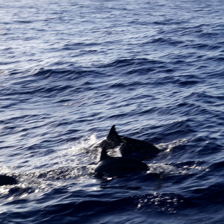 Дельфины плывут параллельно катеру, Огасавара; Токио