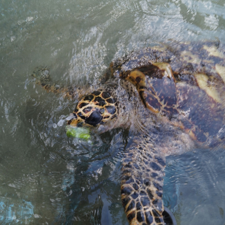 Взрослая черепаха в питомнике на Огасавара; Токио
