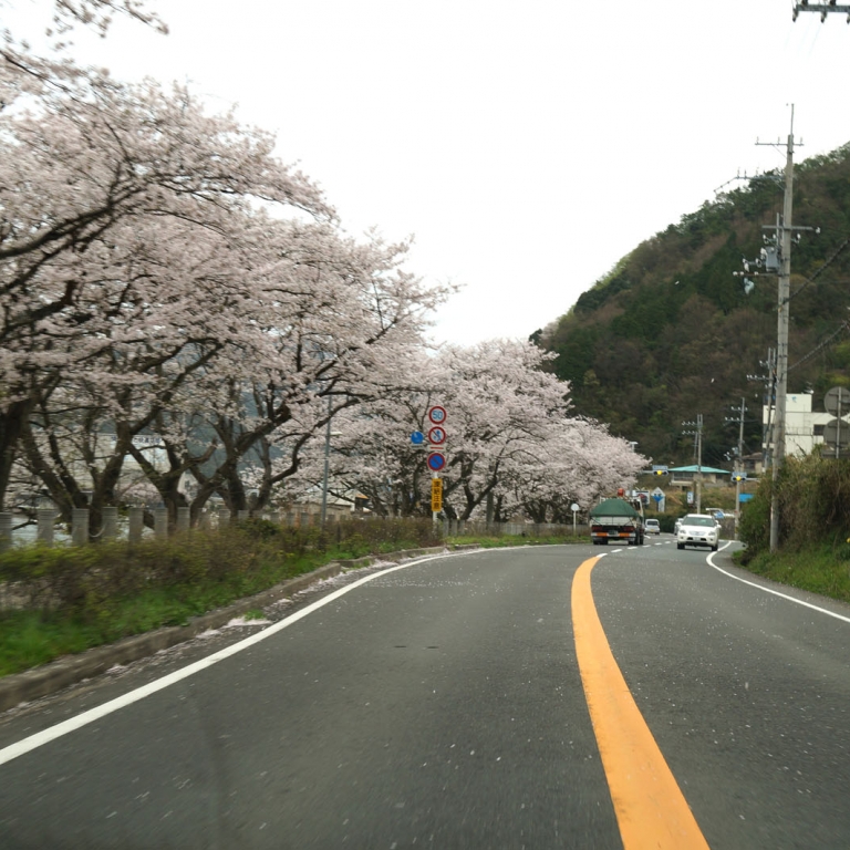 Цветущие деревья сакура вдоль автодороги в Майдзуру; Киото