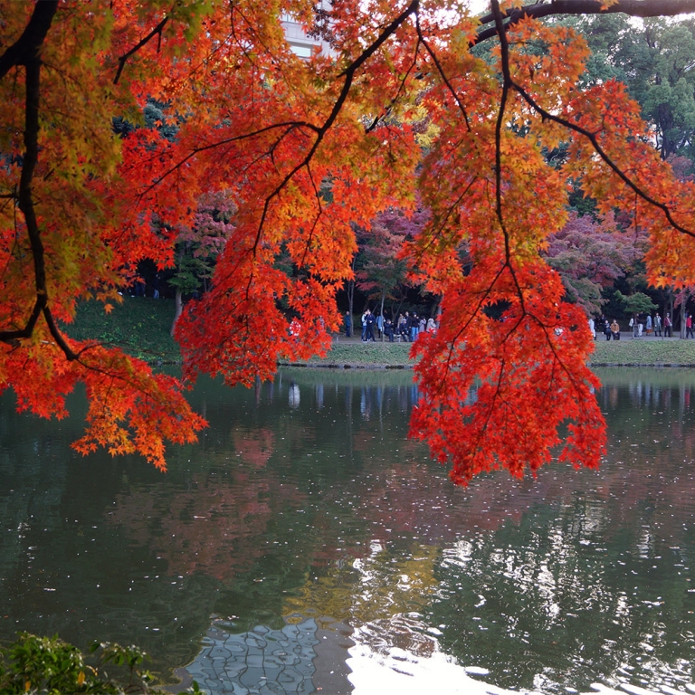 Сад Коисикава в конце ноября, Токио