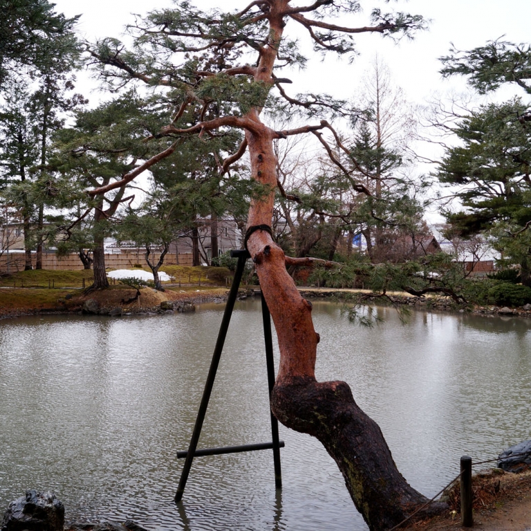 Типичная подпорка для сосны в японском саду; Фукусима